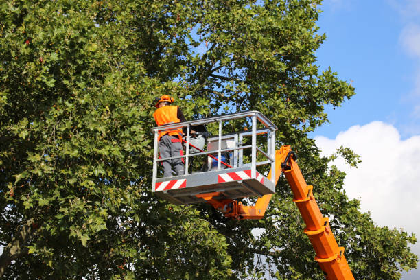 Mulching Services in Hackleburg, AL